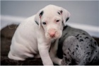 �t��ata Great Dane.