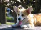 Welsh Corgi �t��ata