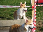 Welsh Corgi �t��ata