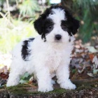 �t��ata trpasli��ho pudl�ka a feny k adopci