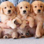 �t��ata zlat�ho retr�vra k adopci.