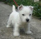 Prod�m mini mini �t��ata West Highland White Terriers