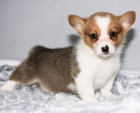 �t��ata Pembroke Welsh Corgi
