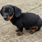 zdrav� �t��ata jezev��k�