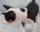 �t��ata basenji