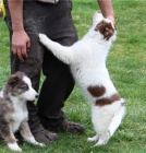 velkolep� �t��ata border kolie