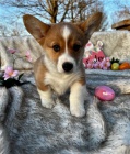 Fantastick� vel�sk� �t��ata Corgi, Pembroke