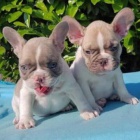 Kvalitn� �t��ata francouzsk�ho buldo�ka.