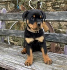 Kr�sn� �t��ata rotvajlera