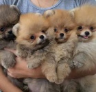 ڞasn� miniaturn� �t��ata pomeranian� k adopci. Jsou o�kovan� a od�erven�.