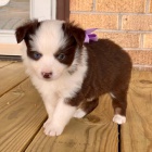 Rozko�n� �t��ata australsk�ho ov��ka k adopci