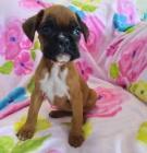 Prod�m kr�sn� �t��ata n�meck�ho boxera