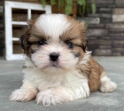 �t��ata SHIH TZU k adopci
