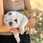 �t��ata anglick�ho buldoka k adopci