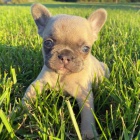 MINI �t��ata francouzsk�ho buldo�ka k adopci