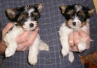 miniaturn� �t��ata yorkie Biewer k adopci