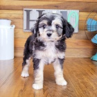 Aussiedoodle �t��ata k adopci. V�echna �t��ata jsou o�kovan� a zdrav�