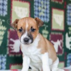 Jack Russell �t��ata k dispozici.