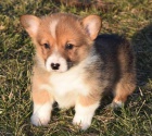 Pembroke Welsh Corgi �t��ata.