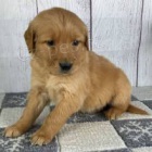 11 t�dn� star� �t��ata zlat�ho retr�vra.