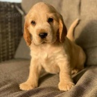 �t��ata americk�ho kokr�pan�la.