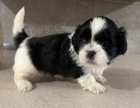 �t��ata Shih-tzu