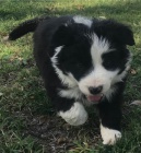 �t��ata border kolie