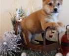 Japonsk� Shiba Inu
