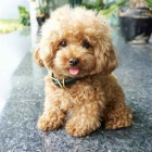 Maltipoo �t��ata.