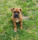 �t��ata boxera