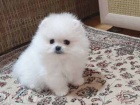 Kr�sn� �ajov� ��lek Pomeranian �t��ata k dispozici