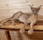 Vynikaj�c� prepara�n� n�stavec Caracal v �ivotn� velikosti v �ivotn� velikosti