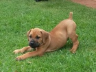 Kr�sn� �t���tka boerboel.