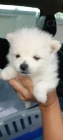 Toy Pom/Pomeranian �t��ata.