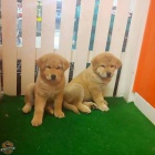 Chow mix Labrador �t��ata.