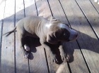 Americk� �t��ata Pitbull.
