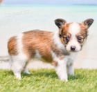 mini papillon �t��ata k adopci