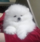 kr�sn� �t���tka spinone ( pomeranian )  hledaj�c� nov� domovy