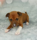 Kr�sn� �t��ata basenji