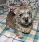 K dispozici �t��ata Cairn Terrier
