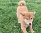 �t��ata shiba inu