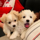 Maltsk� �t��ata.