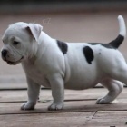 �t��ata americk�ho buldoka.