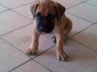 Kr�sn� �t���tka Boerboel.