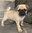 Mops �t��ata p�ipravena.