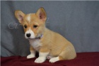 Kr�sn� �t���tka Corgi Pembroke.