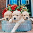 �t��ata zlat�ho retr�vra.