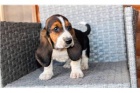 Rodokmen �t��at Basset Hound.