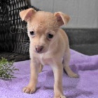 Roztomil� �t���tka Chihuahua.