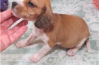 Ohromuj�c� �t��ata Beagle.